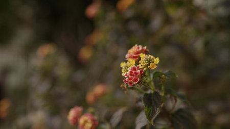 SLow motion shot of Lantana plant in springの写真素材