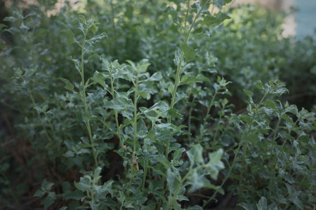 Close up photo of salt bush or Artiplex in south France regionの写真素材