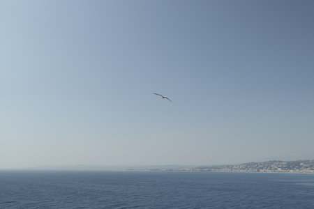 seagull flying over the coast of Nice, France.の写真素材