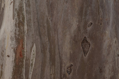 Closeup shot of platan tree trunk