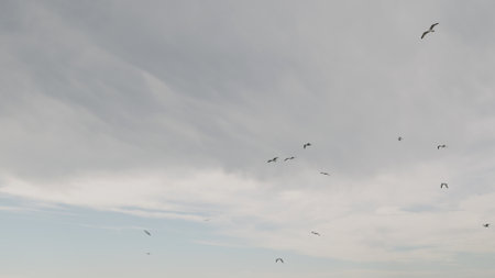 seagulls flying on a windy day against cloudy skyの写真素材