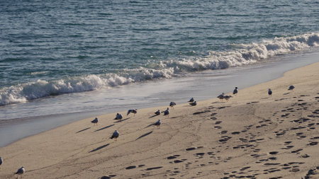 seagulls standing on the beach, enjoying sunlight at evening