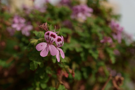 Pelargonium purple flowers closeup photo