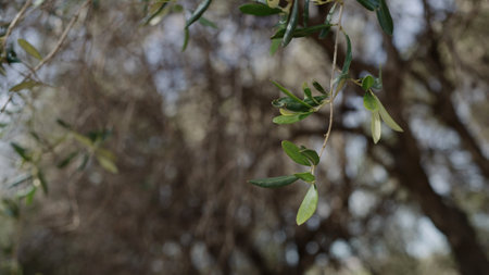 photo of olive leaves on spring dayの写真素材