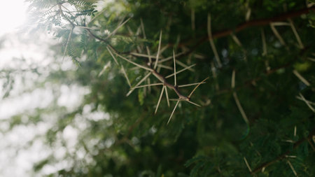 closeup photo of acacia spikesの写真素材