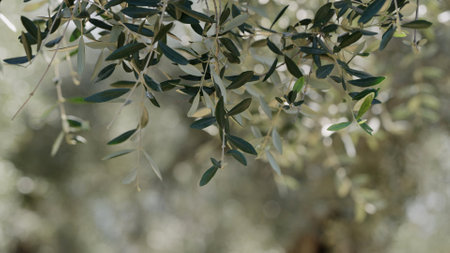 olive tree leaves in summer gardenの写真素材