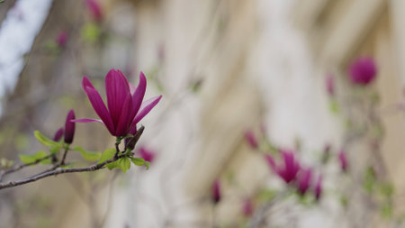 closeup magnolia liliiflora on streetの写真素材