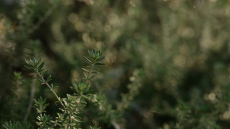 close up of wild rosemary plantの写真素材