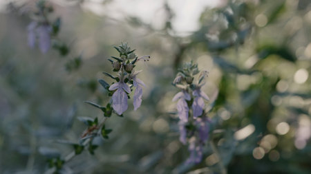 Teucrium fruticans close up shotの写真素材