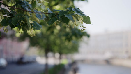 linden tree in city on a sunny day