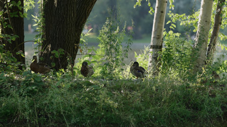 closeup shot of ducks on an island in pondの写真素材