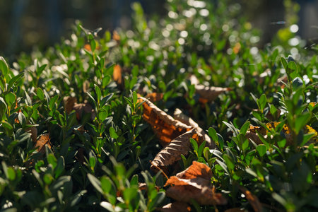 Closeup photo of fallen autumn leaf on a bushの写真素材