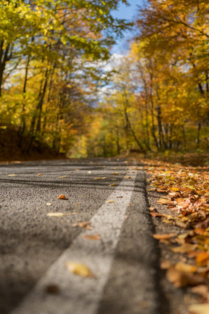 Empty road through autumn forest in octoberの写真素材
