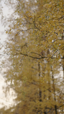 vertical shot of birch tree branch in autumn