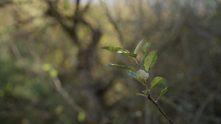 green bush in autumn in october