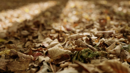 fallen autumn leaves on a ground in forestの写真素材