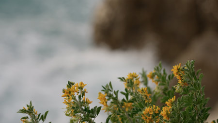 blooming bush with sea waves crushing over rocks with soft lightの写真素材