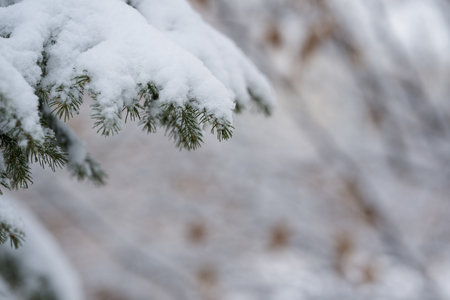 Close up of spruce tree covered with fresh snow with copy space