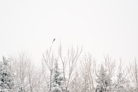 Magpie bird sitting on a tree top in winterの写真素材