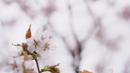Sakura cherry blossom in spring on a cloudy dayの写真素材