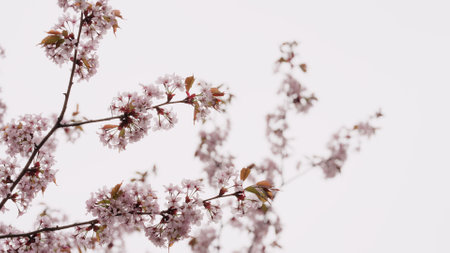 Sakura cherry blossom in spring on a cloudy dayの写真素材
