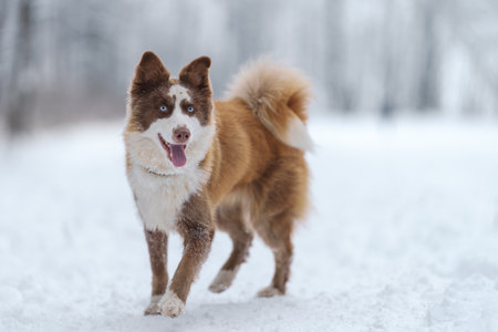Closeup portrait of siberian laika in ginger color walking and playing in snowの写真素材