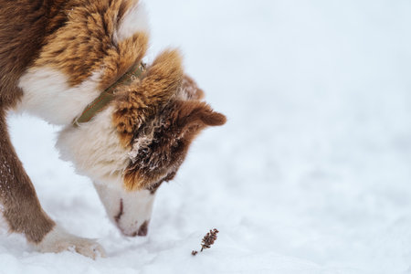 Closeup portrait of siberian laika in ginger color walking and playing in snowの写真素材
