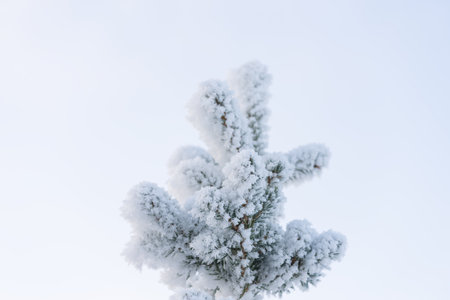 Closeup photo of spruce tree top covered with hoarfrost after very cold nightの写真素材