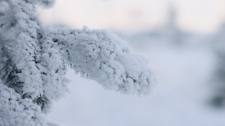 closeup shot of hoarfrost covered spruce tree branchesの写真素材