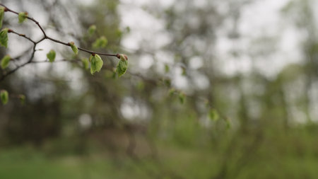 first spring leaves on a treeの写真素材