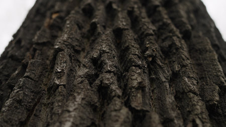 tree trunk close up shot