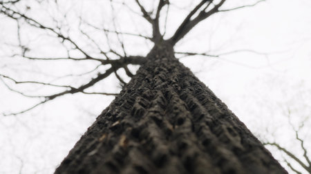 tree trunk close up shotの写真素材