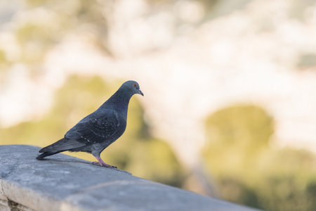 Pigeon sitting in city park in spring closeupの写真素材