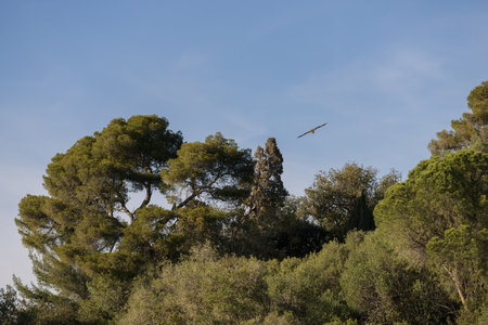 Big white seagull flying over Mediterranean coastの写真素材