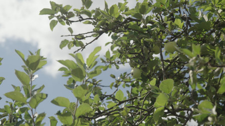 green apples on apple tree on a sunny dayの写真素材