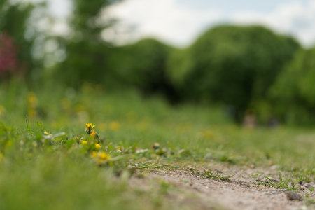Closeup ground level background of a summer garden
