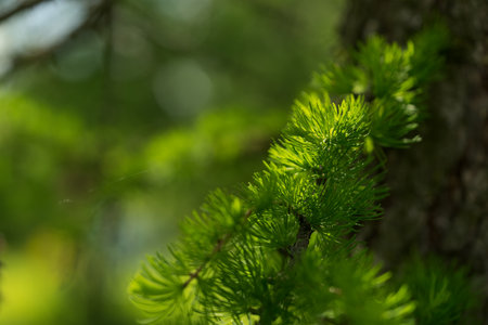 Larch branches closeup on a sunny summer day