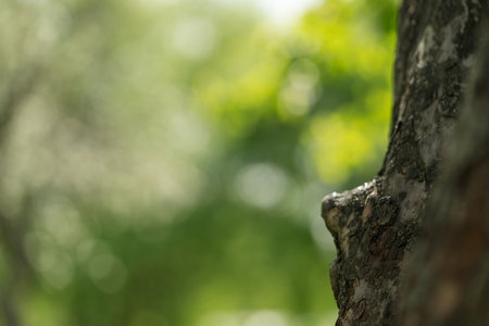 closeup shot of big apple tree in a gardenの写真素材
