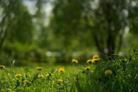 Closeup ground level background of a summer gardenの写真素材