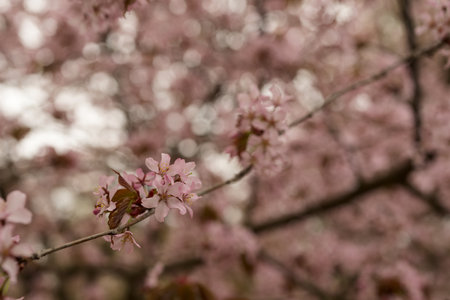 Spring background of blossom cherry flowers closeupの写真素材