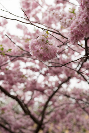 Spring background of blossom cherry flowers closeupの写真素材