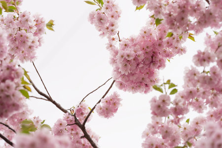 Spring background of blossom cherry flowers closeupの写真素材