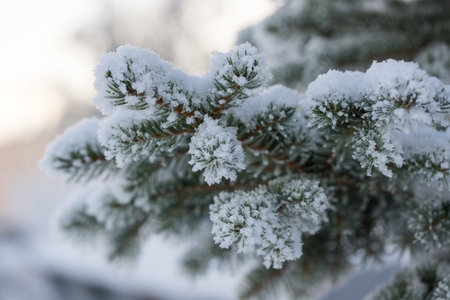 Closeup photo of spruce tree branch covered with hoarfrost after very cold night