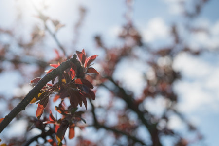 apple blossom in early summer closeup flowers