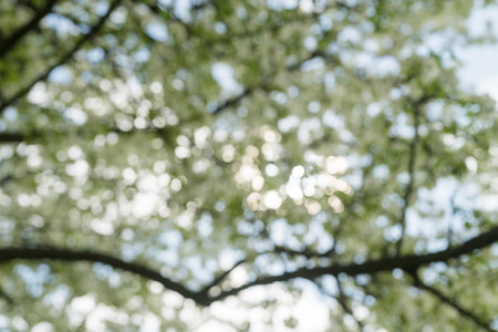 Green bokeh background of a summer gardenの写真素材