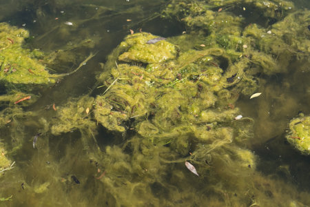 Green algae on a surface of a pond on a summer day