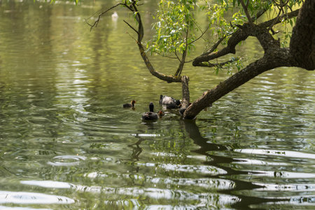 Eurasian coot bird feeding chicks on a tree branch in pondの写真素材
