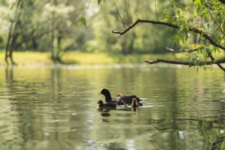 Closeup of Coot family swimming in pond waterの写真素材