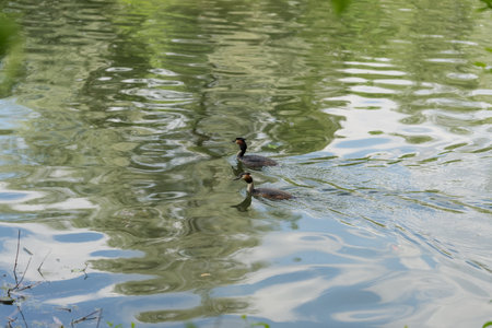 Great chested grebe family in pond in summerの写真素材