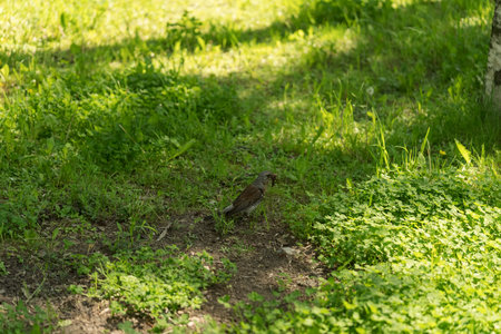 Wood bird Fieldfare on a spring lawn collecting foodの写真素材
